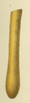 Hyperammina elongata var. laevigata Wright, 1891