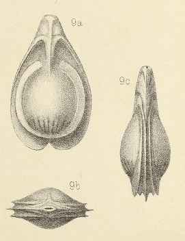 Lagena orbignyana var. variabilis Wright, 1891