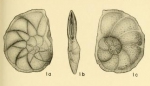 Asterigerinella gallowayi Bandy, 1949
