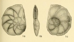 Chromista - Foraminifera (foraminifers)