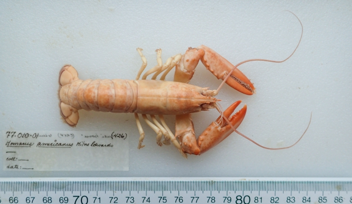 Homarus americanus - juvenile