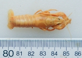 Orconectes virilis - crayfish, author: Nozères, Claude