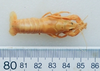 Orconectes virilis - crayfish