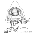 Hydrozoa (hydroids)