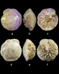 Chromista - Foraminifera (foraminifers)