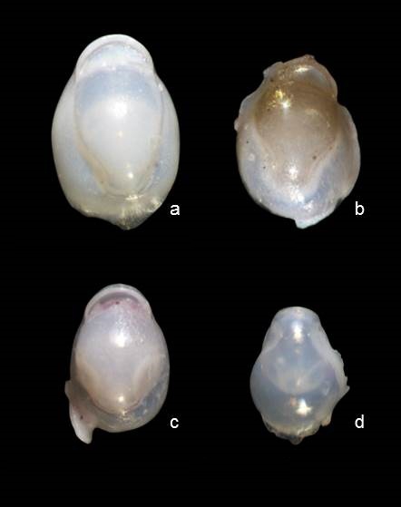 Biloculinella delphinoides Biloculinella delphinoides