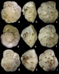 Chromista - Foraminifera (foraminifers)