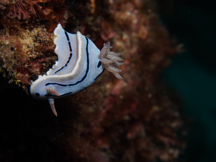 Chromodoris willani