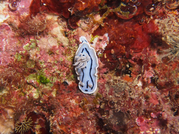 Chromodoris willani