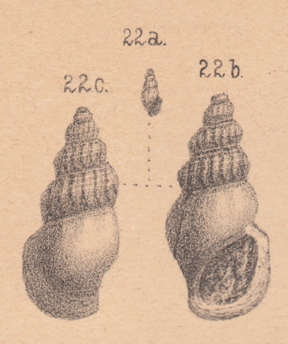Rissoina amoena Zittel, 1873 Rissoina amoena Zittel, 1873