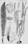 Spongia dichotoma Linnaeus, 1767
