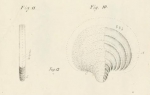 Chromista - Foraminifera (foraminifers)