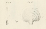 Pavonina flabelliformis d'Orbigny, 1826
