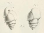 Bulimina marginata d'Orbigny, 1826