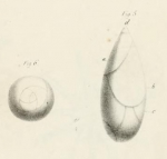 Polymorphina (Pyruline) gutta d'Orbigny, 1826 