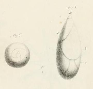 Polymorphina (Pyruline) gutta d'Orbigny, 1826 Polymorphina (Pyruline) gutta d'Orbigny, 1826