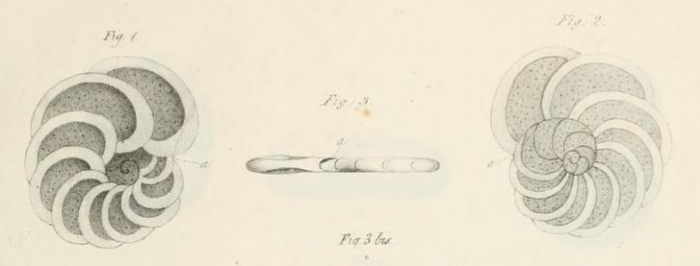 Planulina ariminensis d'Orbigny, 1826