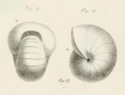 Nonionina umbilicata d'Orbigny, 1826