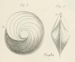 Robulina orbicularis d'Orbigny, 1826