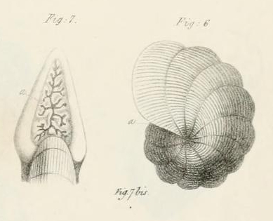 Dendritina arbuscula d'Orbigny, 1826