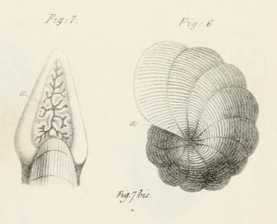 Dendritina arbuscula d'Orbigny, 1826 Dendritina arbuscula d'Orbigny, 1826
