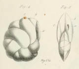 Cassidulina laevigata d'Orbigny, 1826