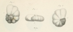 Anomalina punctulata d'Orbigny, 1826