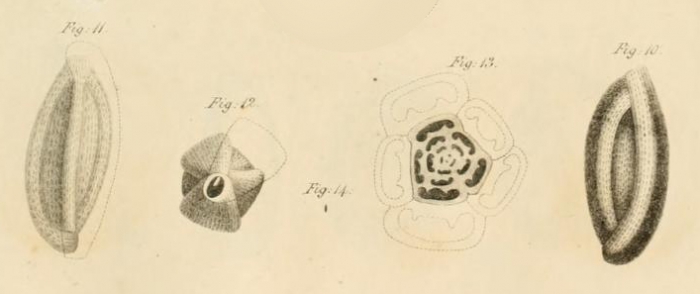 Quinqueloculina saxorum (Lamarck, 1804) sensu d'Orbigny, 1826 = Pentellina pseudosaxorum Quinqueloculina saxorum (Lamarck, 1804) sensu d'Orbigny, 1826 = Pentellina pseudosaxorum