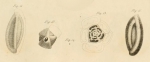 Quinqueloculina saxorum (Lamarck, 1804) sensu d'Orbigny, 1826 = Pentellina pseudosaxorum