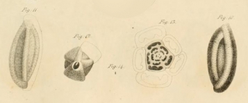 Quinqueloculina saxorum (Lamarck, 1804) sensu d'Orbigny, 1826 = Pentellina pseudosaxorum, author: Le Coze, François