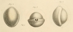 Biloculina bulloides d'Orbigny, 1826
