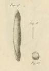 Alveolina quoii d'Orbigny, 1826