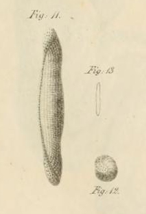 Alveolina quoii d'Orbigny, 1826 Alveolina quoii d'Orbigny, 1826
