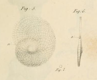 Heterostegina depressa d'Orbigny, 1826 Heterostegina depressa d'Orbigny, 1826