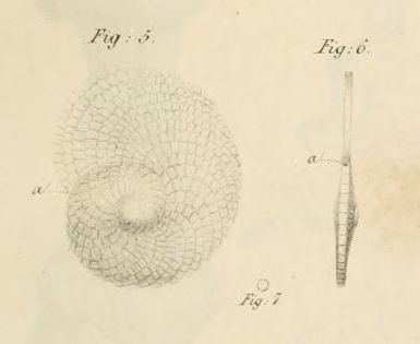 Heterostegina depressa d'Orbigny, 1826 