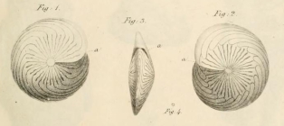 Amphistegina quoii d'Orbigny, 1826