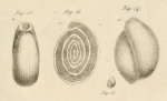 Fabularia discolites Defrance, 1825 