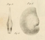 Orbiculina numismalis Lamarck, 1822 