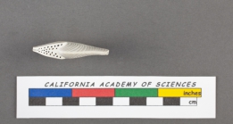 Orbiculina numismalis Lamarck, 1822 