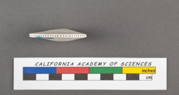 Orbiculina numismalis Lamarck, 1822 