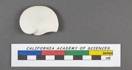 Orbiculina numismalis Lamarck, 1822 