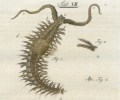 Myriapoda (myriapods)