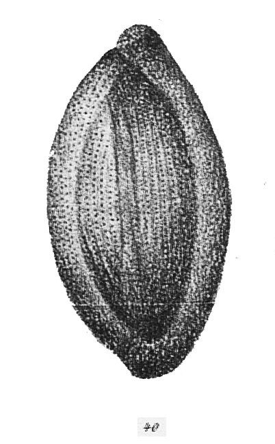 Pentellina pseudosaxorum Schlumberger, 1905