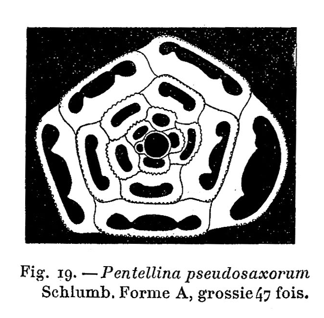 Pentellina pseudosaxorum Schlumberger, 1905