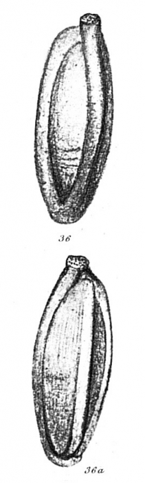 Pentellina pseudosaxorum Schlumberger, 1905