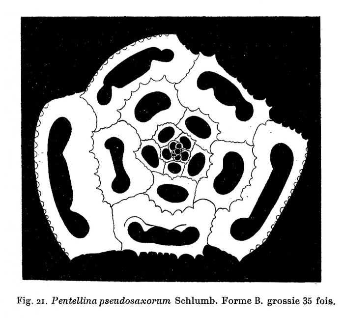 Pentellina pseudosaxorum Schlumberger, 1905