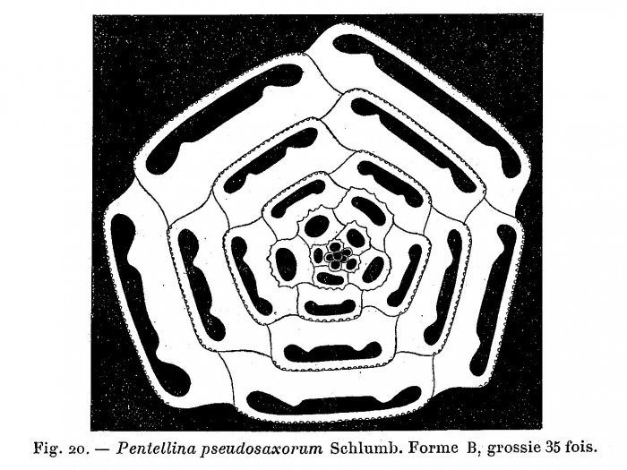 Pentellina pseudosaxorum Schlumberger, 1905