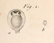 Miliolites ringens Lamarck, 1804