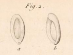 Miliolites saxorum Lamarck, 1804