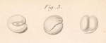 Miliolites coranguinum Lamarck, 1804